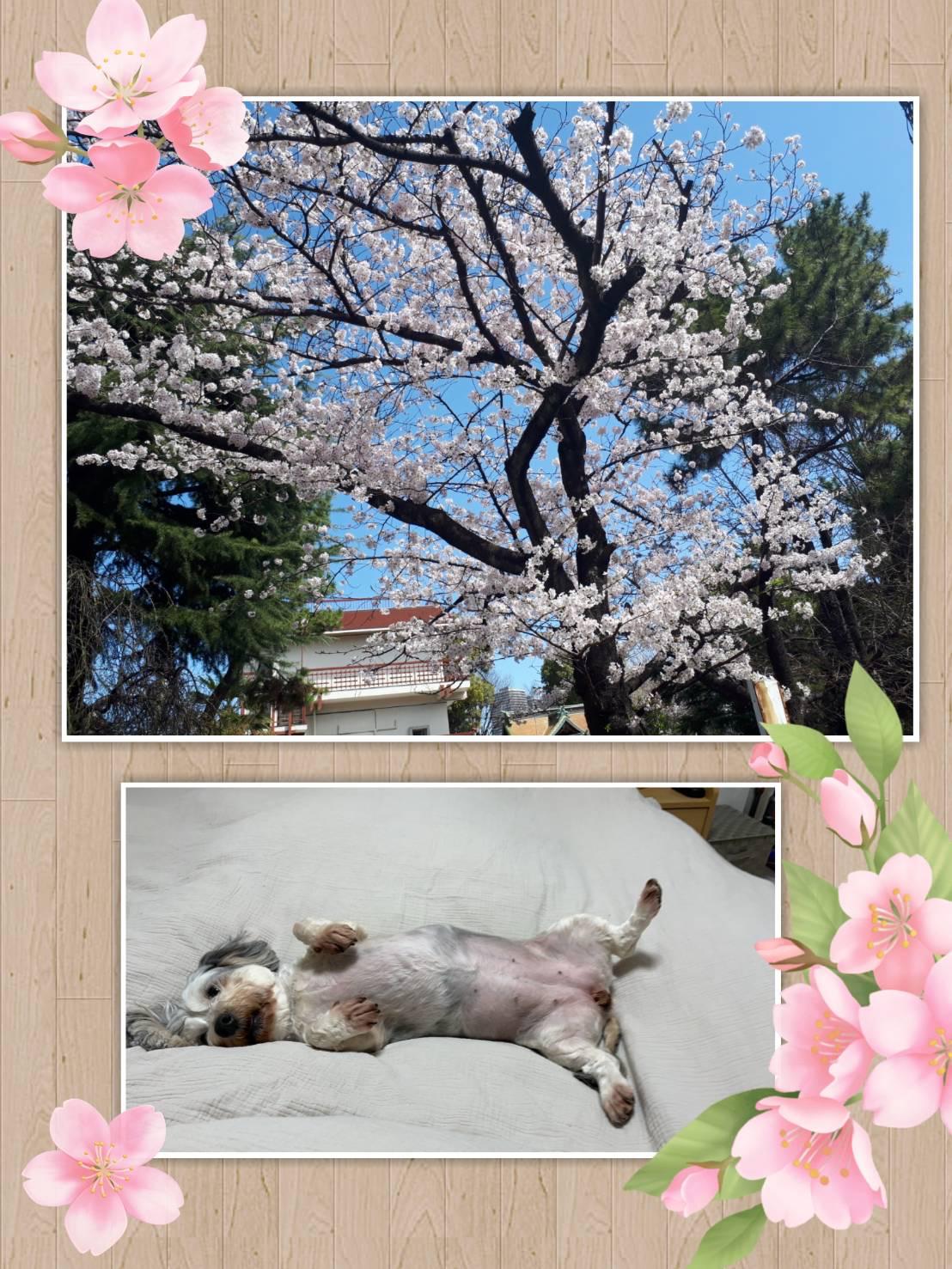 さくら🌸