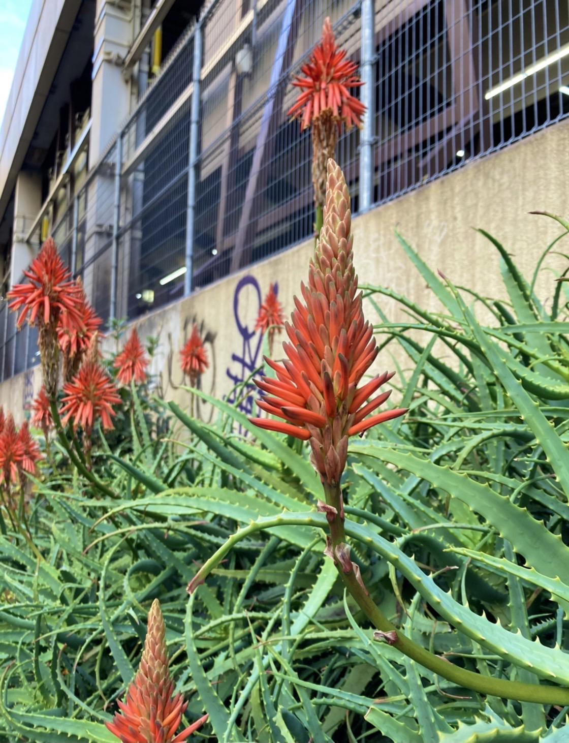 🧡冬の花🧡