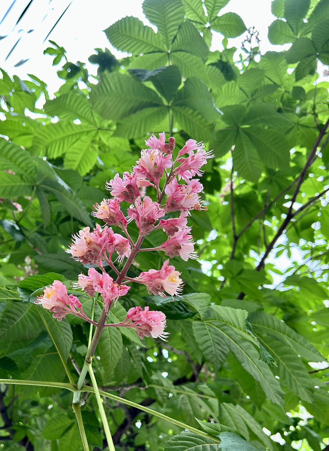 マロニエ通り